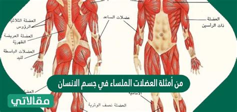 من أمثلة العضلات الملساء في جسم الانسان